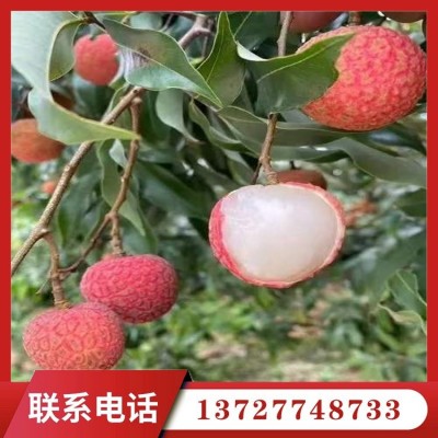 本地白糖罂荔枝 果场支持视频看货 全天快速发货图3