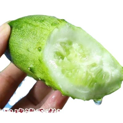 水果小黄瓜种子生吃四季蔬菜种子批发高产本地新品种阳台水果种籽图4