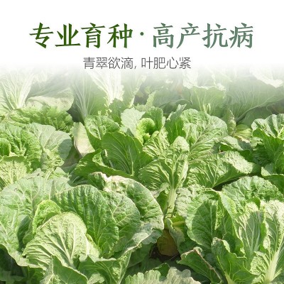 厂家直销四季白菜种子批发大棚基地蔬菜种子满2件起可代发可授权图5