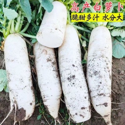 短叶十三号早萝卜种子 农田菜园肉厚脆嫩皮白光滑大白萝卜蔬菜籽图3