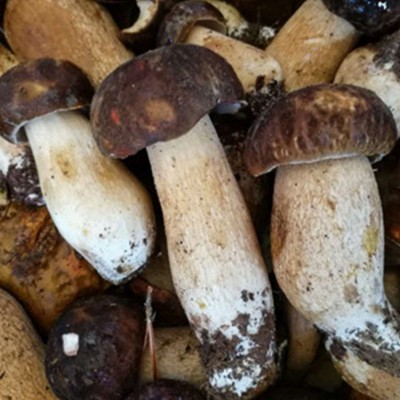 FD冻干菌菇云南特产牛肝菌干货非鲜牛肝菌批发冻干美味牛肝菌图3