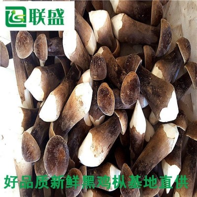 黑皮鸡枞菌种植基地干鲜鸡枞菌一件代发 载培菌棒干鲜鸡枞菌厂家图3