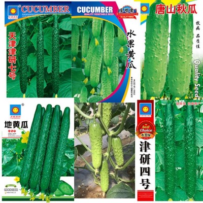 黄瓜种子蔬菜种子菜籽批发菜种地摊一级源头厂家一手批发阳台菜园图2