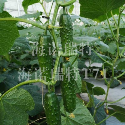 海诺瑞特T71 黑大刺强雌性黄瓜 大包大刺 节节瓜 瓜长17厘米左右图3