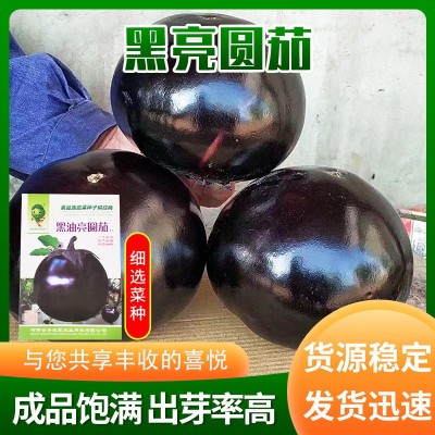 黑亮圆茄 圆茄种子茄子种籽黑色圆型肉厚田园蔬菜种孑菜种春季