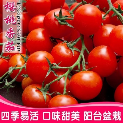 樱桃番茄西红柿种子景观蔬果菜易活四季庭院家盆栽阳台园艺花籽