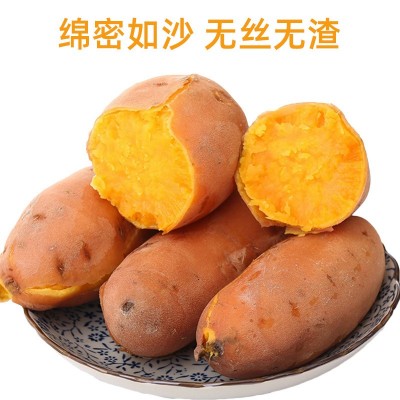 红薯批发香甜可口济薯26沙地红薯自种商用红薯基地新鲜现挖蜜薯图4