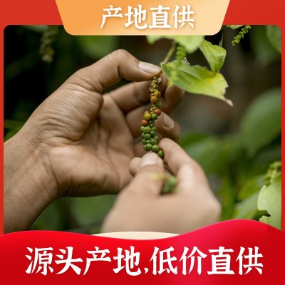 50g海南白胡椒香料白胡椒颗粒辣厨房调料香料干货图3