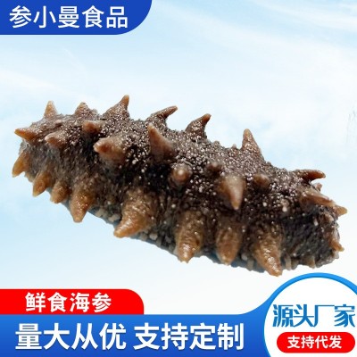 工厂批发鲜食海参辽参刺参海参非干货500g海参一手货源一件代发