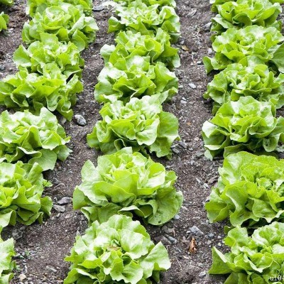 奶油生菜种子 家庭菜园四季播种 易种蔬菜 阳台盆栽种植菜籽图2