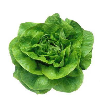 奶油生菜种子 家庭菜园四季播种 易种蔬菜 阳台盆栽种植菜籽图5