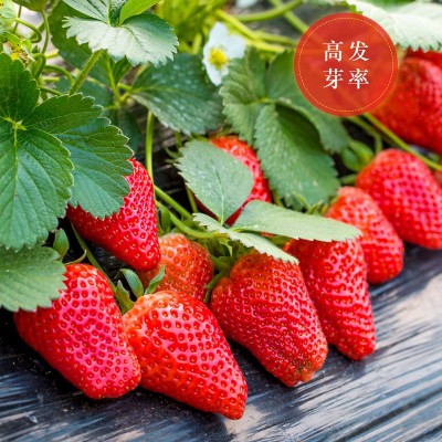 草莓种子四季播种室内阳台盆栽水果农家蔬菜种子秋冬菜籽草莓籽种图3