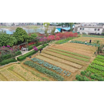 子龙蔬菜种子豌豆种子蔬菜种子黑眼肥仔豆基地田园露地阳台龙须豆图4