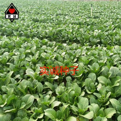 实诚60天圆叶油青甜菜心种子新育成矮脚菜场大田用种蔬菜籽批发图4