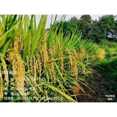 厂家直供水稻种子 宜优880 适应性广 产量高 抗性好 米质优图4