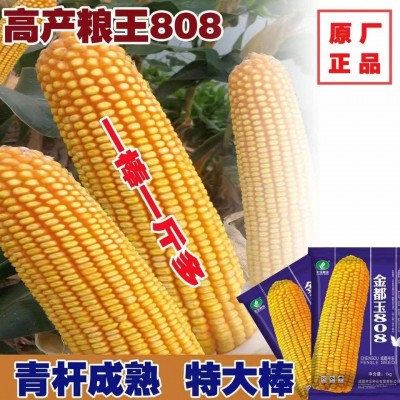 厂家直供玉米种子 金都玉808 适应性广 产量高 抗性好 1kg/袋图2