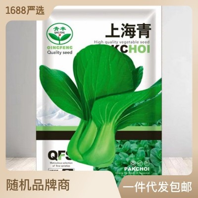 上海青菜籽种子蔬菜种籽大全优良种籽青菜耐寒抗病四季菜种孑秋冬