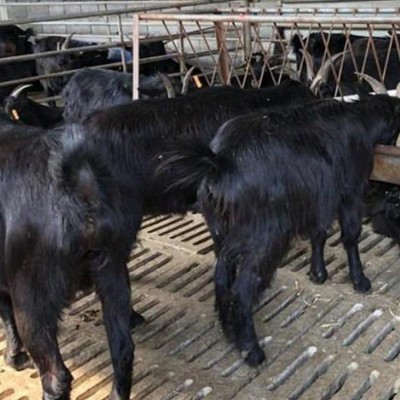 自然散养努比亚黑山羊公羊 活体 生长速度快 饲养简单图3