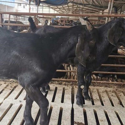 自然散养努比亚黑山羊公羊 活体 生长速度快 饲养简单图2