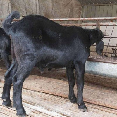 自然散养努比亚黑山羊公羊 活体 生长速度快 饲养简单图4