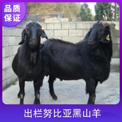 出栏努比亚黑山羊 胸围60cm 公母均有 体格良好