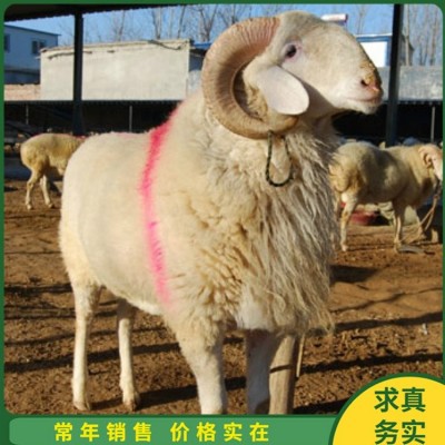 育肥成年小尾寒羊 养殖杂交脱温幼羊 四肢强健