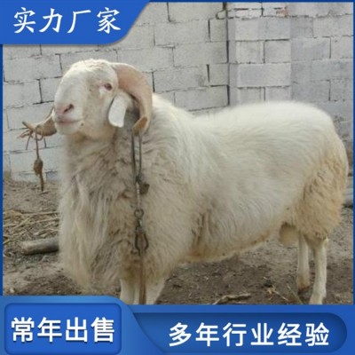 小尾寒羊改良肉羊 圈养成年种羊 四肢长度适中图4