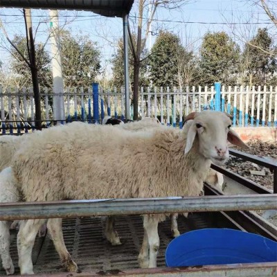 成年散养改良小尾寒羊 育肥羊羔肉羊 抗病能力强