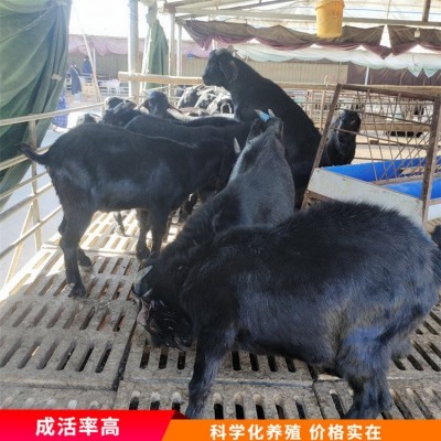 散养杂交成年黑山羊 育肥羊苗养殖 毛被光泽好