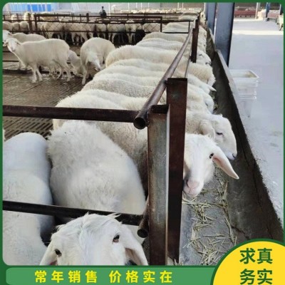 散养脱温小尾寒羊 养殖怀孕母羊 屠宰率高 四肢强健