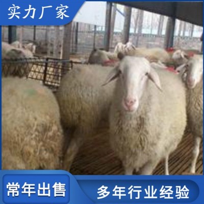短毛改良小尾寒羊 成年改良母羊 饲养体系完整