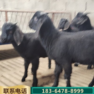 青年散养努比亚黑山羊 杂交育肥肉羊 繁殖力强图2