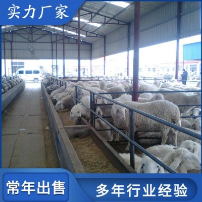 育肥成年小尾寒羊 圈养改良母羊 饲养体系完整