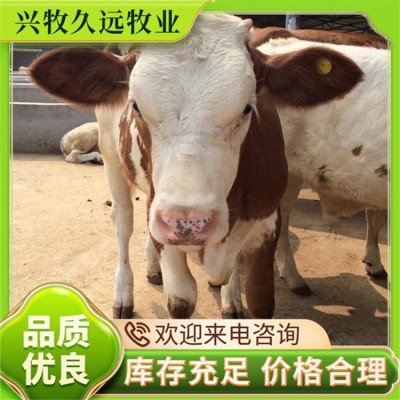 西门塔尔牛 育肥牛 二岁子牛 种牛 好养 易成活 厂家供应 可现场挑选图3