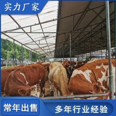 育肥成年西门塔尔牛 改良种公肉牛 繁殖能力强图4