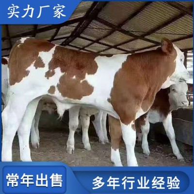 生态养殖西门塔尔牛 繁育肉牛养殖场 四肢发达图2