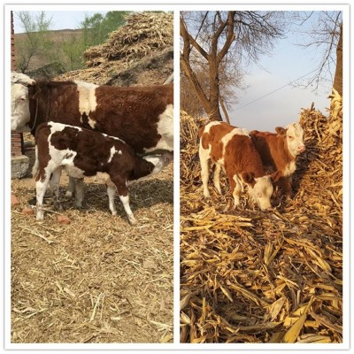 西门塔尔母牛三百斤至四百斤价钱 福建大型中转场 体型骨架大图4