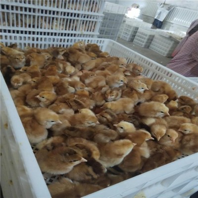 脱温红玉鸡苗 散养笨鸡苗 纯种大红公鸡养殖 龙翔红毛大公鸡苗批发图4