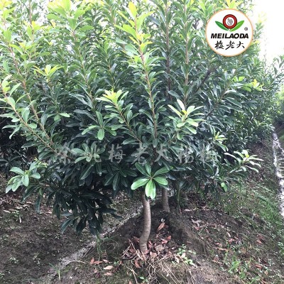 （田苗）浙江宁波杨梅树苗 三年生杨梅树苗 嫁接杨梅树苗图2