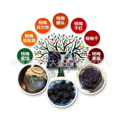 （田苗）浙江宁波杨梅树苗 三年生杨梅树苗 嫁接杨梅树苗图5