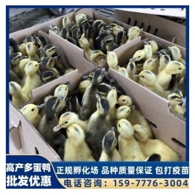 英诚农业 家禽孵化养殖鸭苗 出壳脱温小鸭子幼崽 性格温顺图3