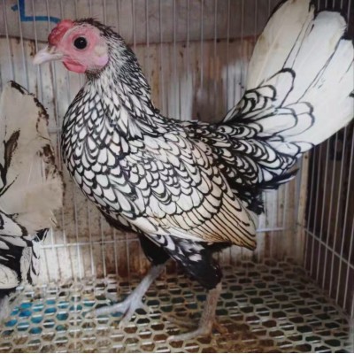 纯种波兰鸡活体 黑白花波兰鸡批发价格 青年红花波兰鸡2只图5