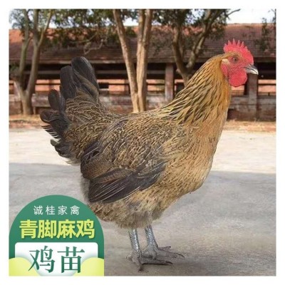 诚桂家禽出售 长势快体型好青脚麻鸡苗供应 优良鸡苗图5