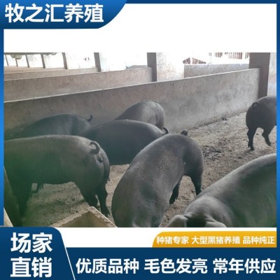 巴克夏种猪选购 长势快雪花肉猪种黑猪品种 牧之汇养殖图3