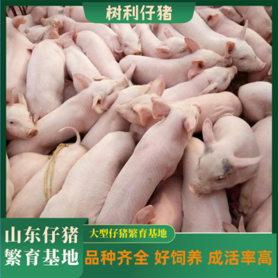 30斤育肥仔猪 高产母猪小猪仔 20斤左右苗猪 生长速度快 树利牧业