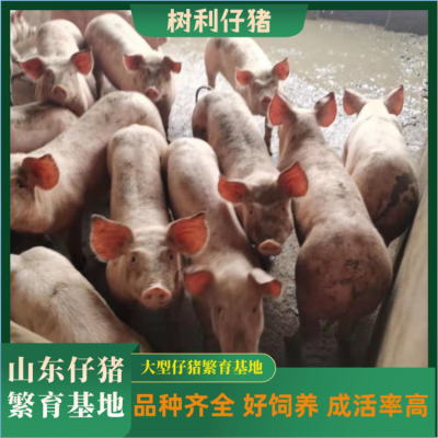 仔猪20斤30斤猪苗二元三元大白长白猪仔好饲养好品种 树利牧业