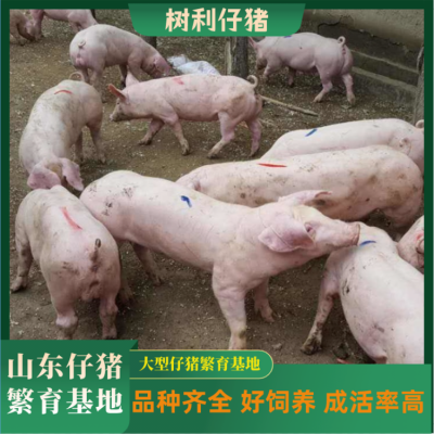 仔猪猪苗良种长白猪30斤小猪仔二元三元小仔猪瘦肉型 树利牧业
