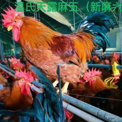 长 春新麻六公鸡 抗病力强 养殖基地批发 多种雏鸡 东三省快速发货图4