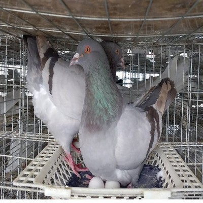 农村创业肉鸽养 殖 天明种鸽养殖基地销售提供