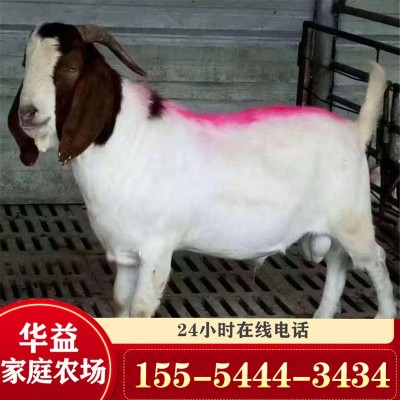 活羊3-4个月的波尔山羊羊羔价格 波尔山羊养殖场大量出售育肥羊羔图2